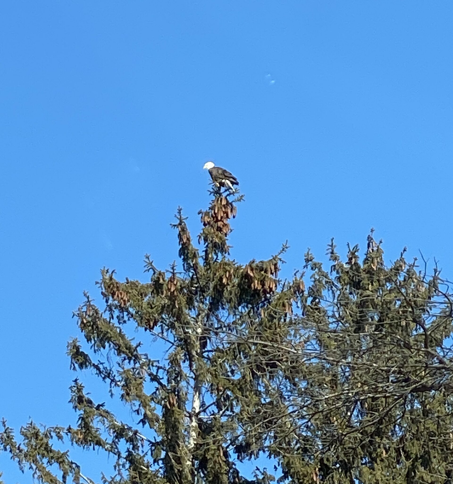 A bald eagle sitting on top of a pine tree